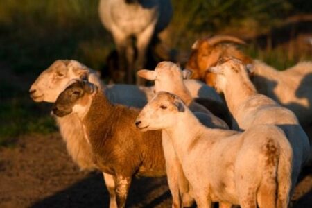 Rancho Cappuccino Case Study: Is It Fair to the Livestock? Image